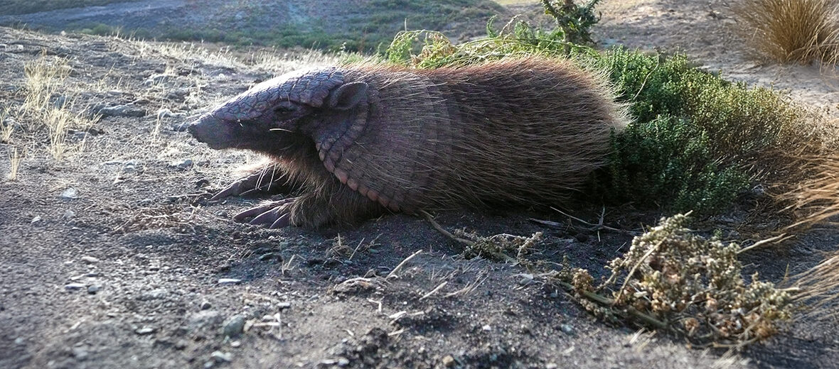 screaming hairy armadillo