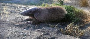 screaming hairy armadillo