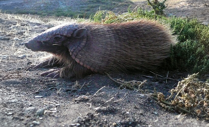 screaming hairy armadillo