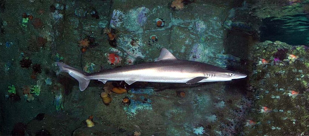 school shark