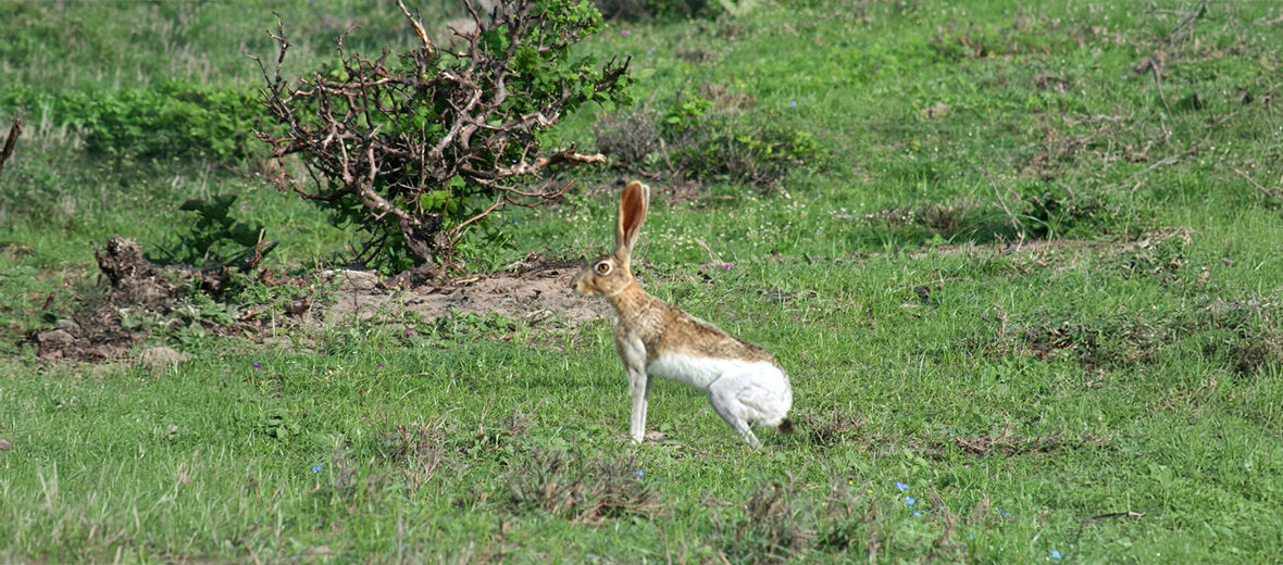 Tehuantepec jackrabbit