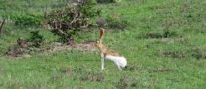 Tehuantepec jackrabbit
