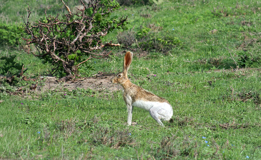 Tehuantepec jackrabbit