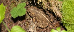 western toad