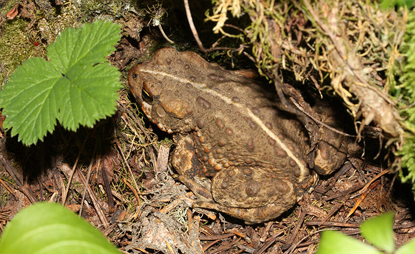 western toad