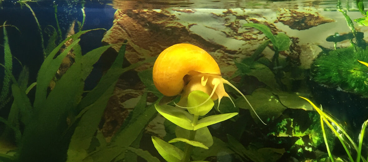 apple snail