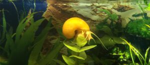 apple snail