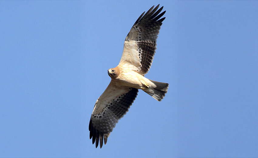 booted eagle