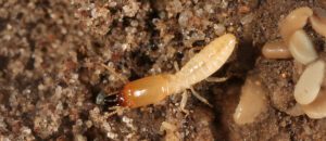 eastern subterranean termite
