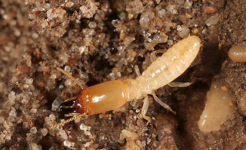 eastern subterranean termite