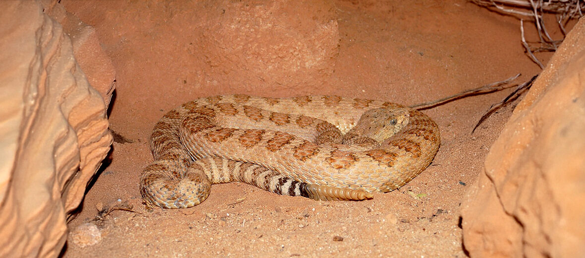 Grand Canyon pink rattlesnake