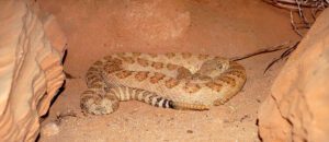 Grand Canyon pink rattlesnake