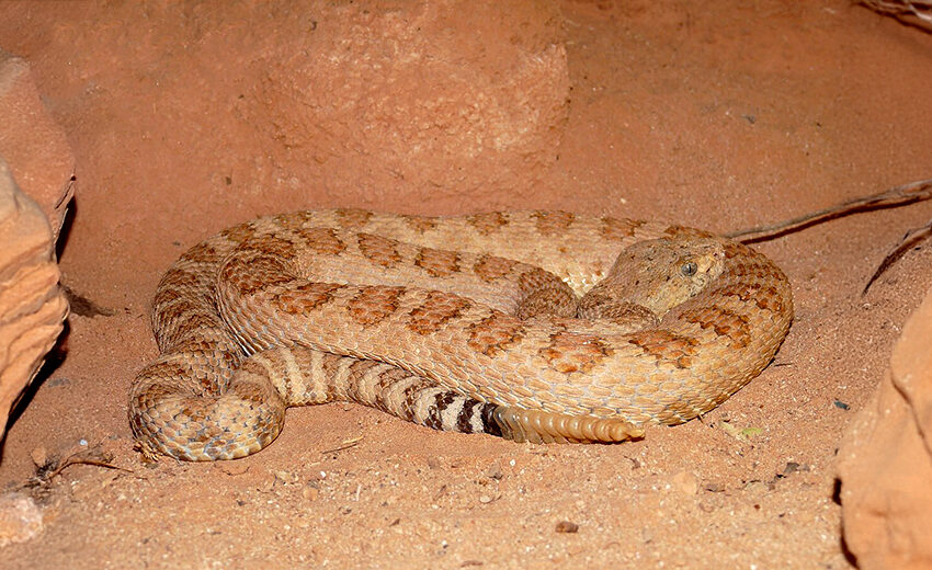 Grand Canyon pink rattlesnake
