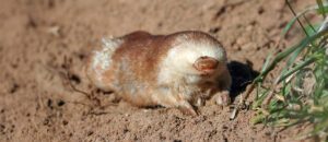 Juliana's golden mole