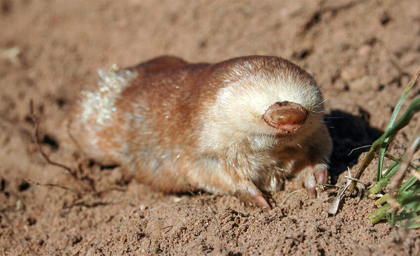 Juliana's golden mole