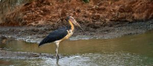 lesser adjutant