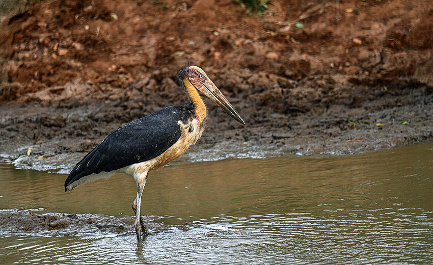 lesser adjutant