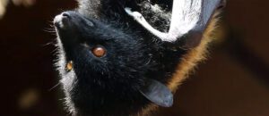 Livingstone's fruit bat