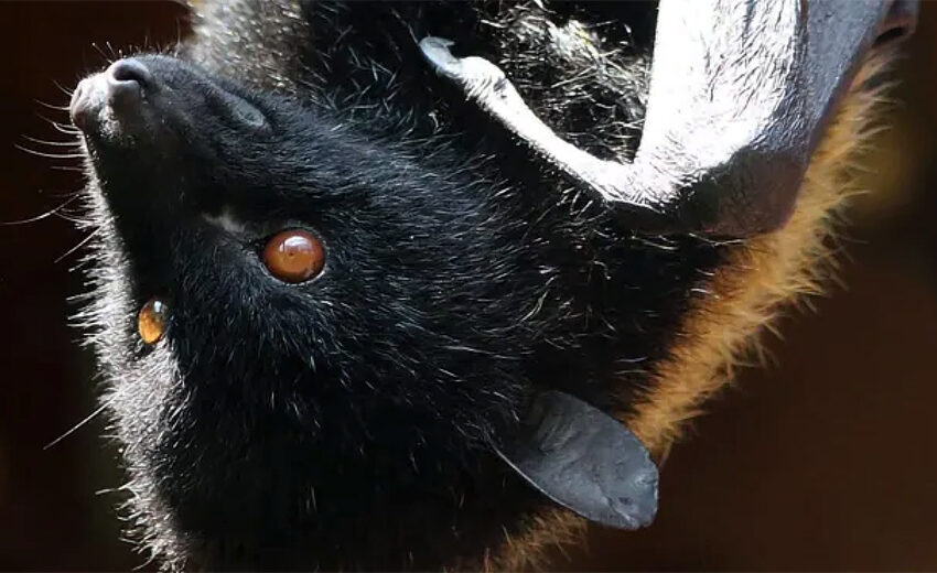 Livingstone's fruit bat