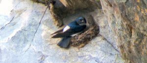 Nepal house martin