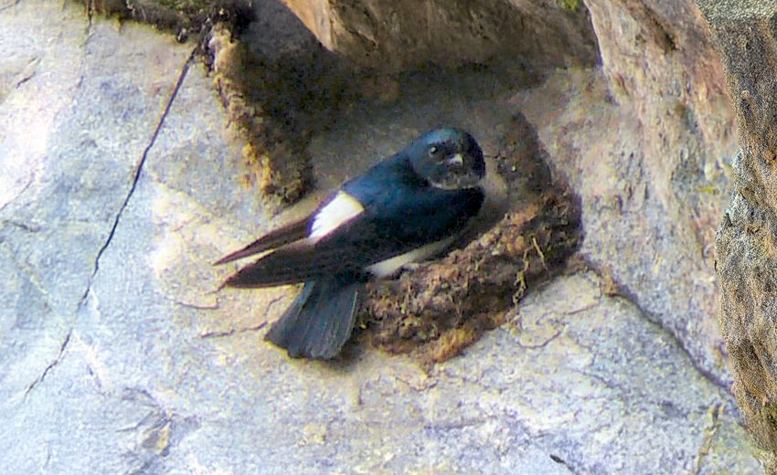 Nepal house martin
