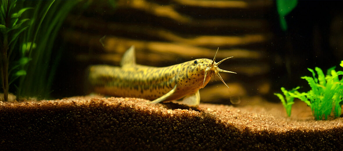 pond loach