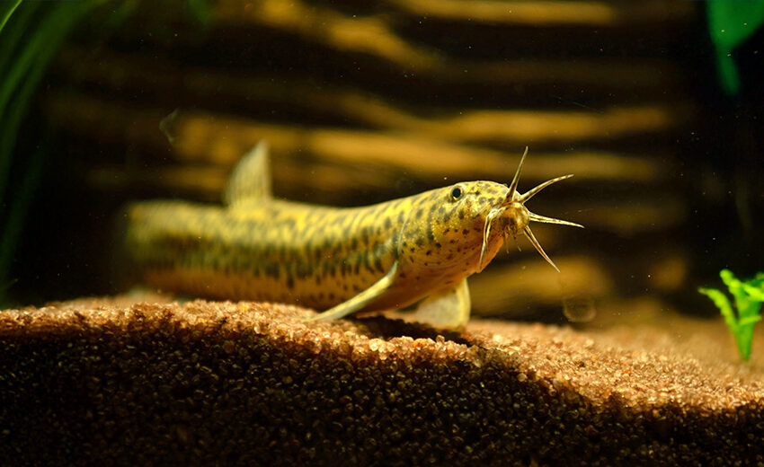 pond loach