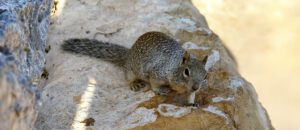 rock squirrel