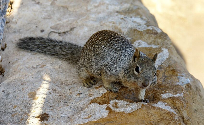 rock squirrel