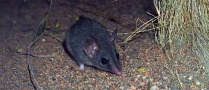 red-tailed phasogale