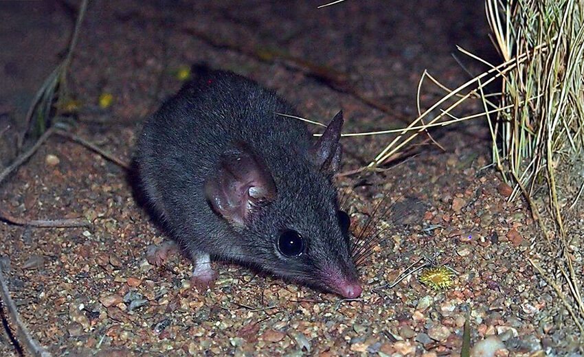 red-tailed phasogale