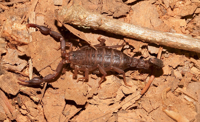 southern devil scorpion