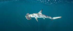 smooth hammerhead shark
