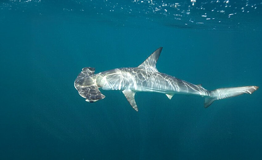 smooth hammerhead shark