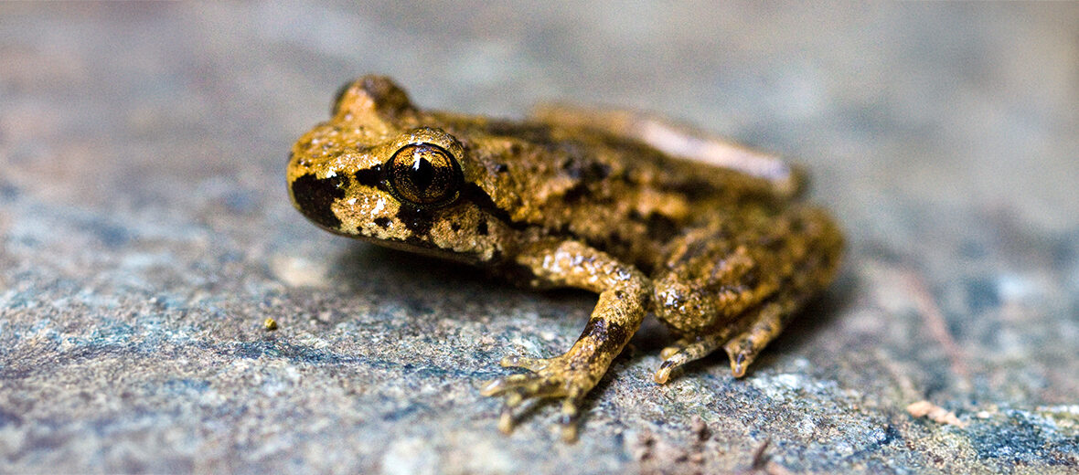 tailed frog