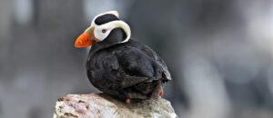 tufted puffin