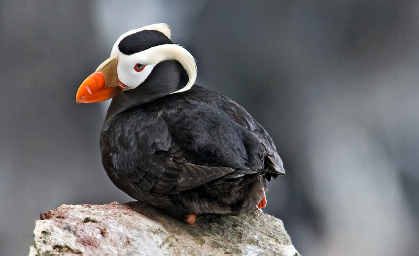 tufted puffin
