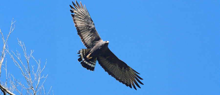 The Zone-Tailed Hawk | Critter Science
