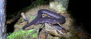 2-toed amphiuma