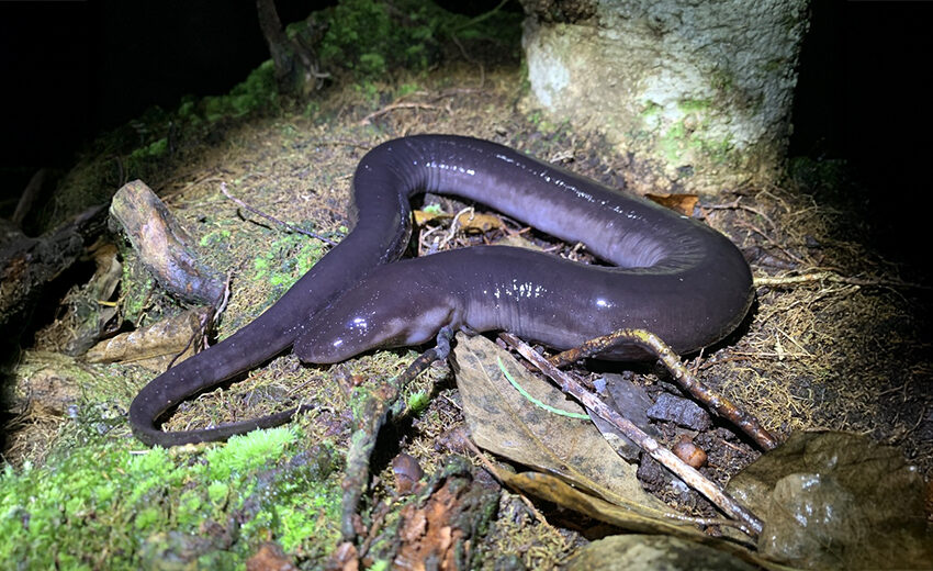 2-toed amphiuma