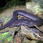 2-toed amphiuma