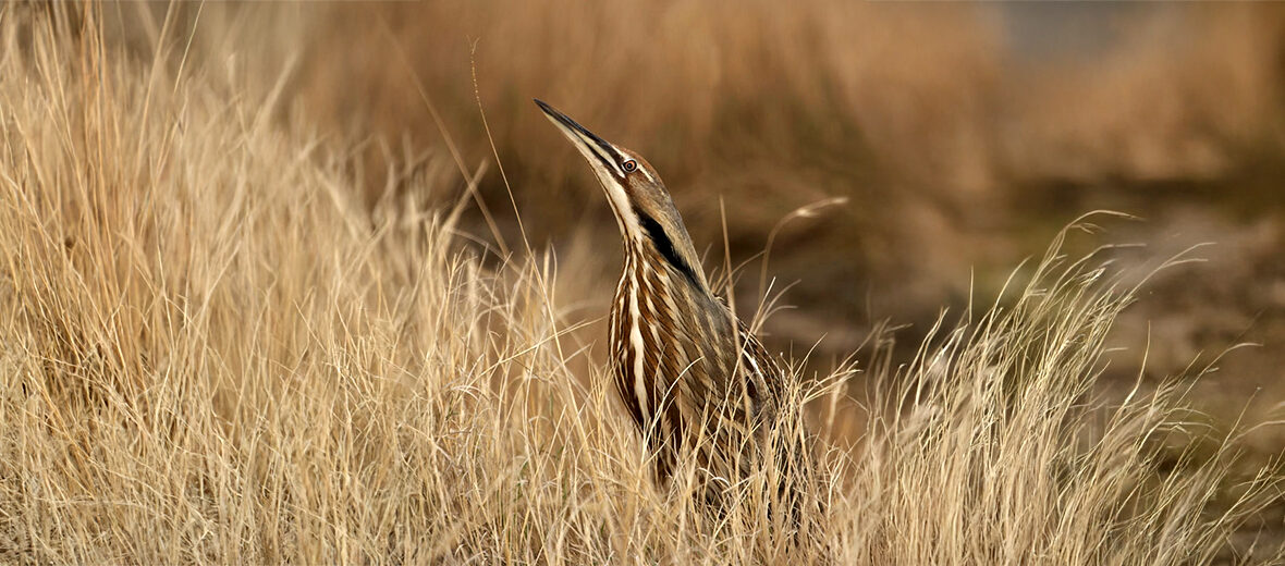 American bittern
