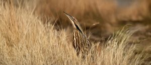 American bittern