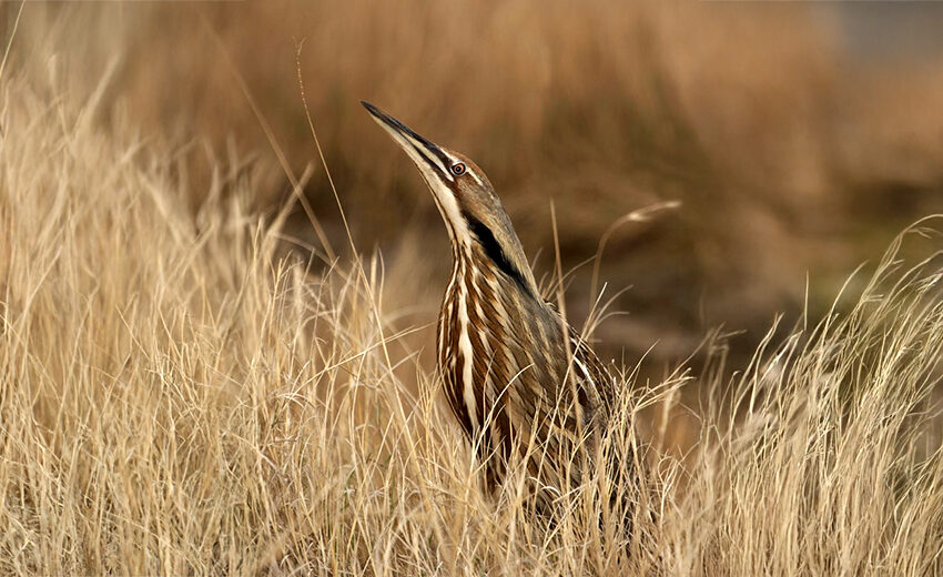 American bittern