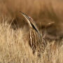 American bittern