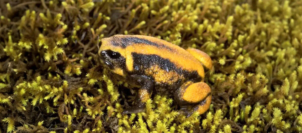 Bale Mountains tree frog