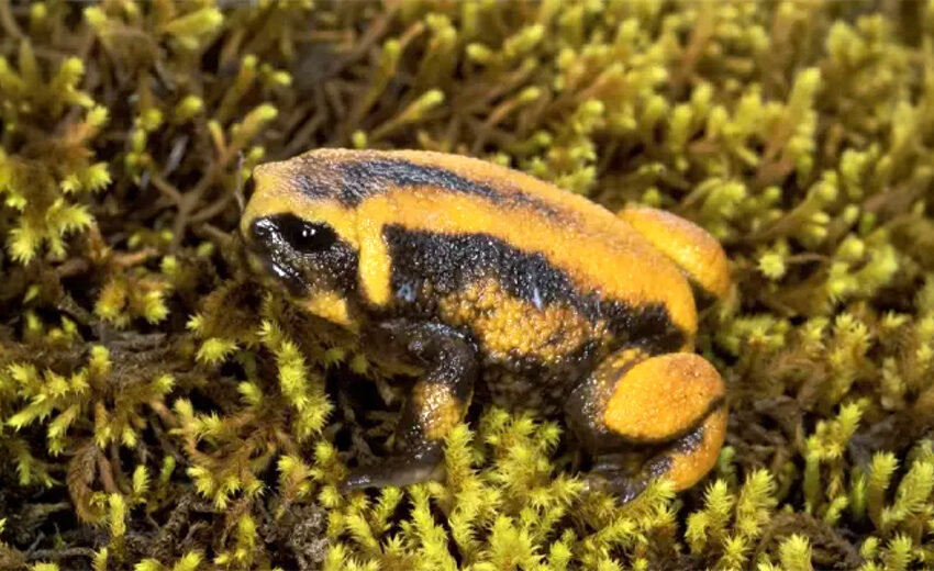 Bale Mountains tree frog