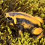 Bale Mountains tree frog
