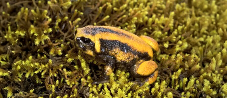 The Bale Mountains Tree Frog | Critter Science