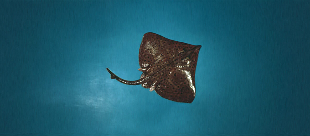 barndoor skate